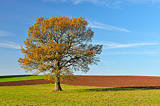 橡树,秋天,黑森州,德国