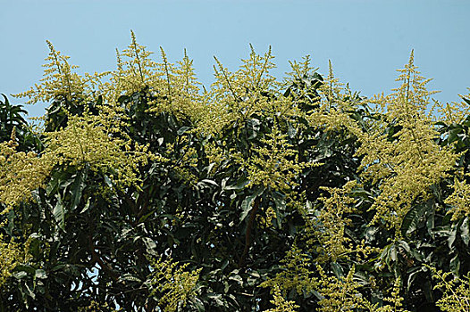 芒果,树,开花,孟加拉,一月,2007年
