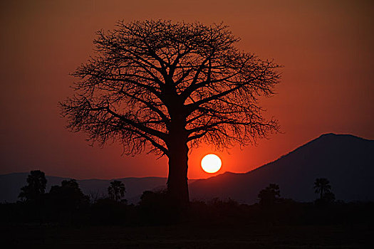 猴面包树,剪影,太阳,红色天空,山脉,后面,赞比西河下游国家公园,赞比亚,非洲