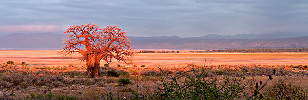 猴面包树,风景,国家公园,坦桑尼亚