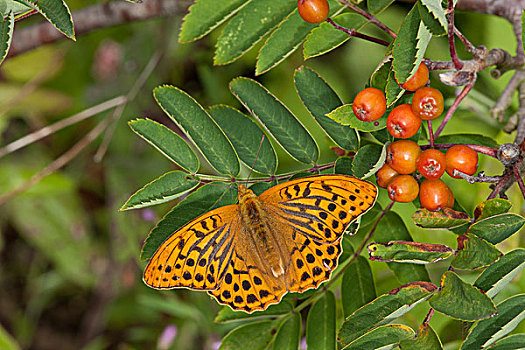 豹纹蝶,成年,休息,欧洲花楸,欧州花椒,叶子,花园,英格兰,英国,欧洲