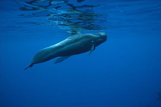 大吻巨头鲸,短肢领航鲸,水下,肖像,夏威夷