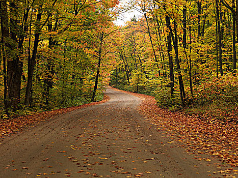 弯曲,土路,秋天,自然风光,阿尔冈金省立公园,安大略省,加拿大
