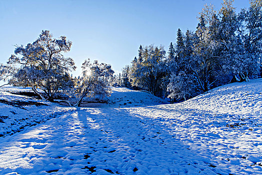 那拉提牧场雪景