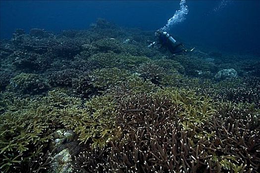 印度尼西亚,班达海,小岛,潜水,上方,茂密,珊瑚,海景,照相机