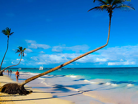 风景,沙滩,棕榈树