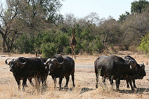 南非,水牛