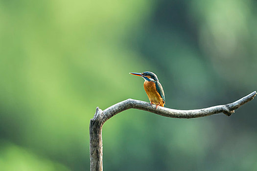 一只栖息于清澈溪涧,站立在树枝上伺机捕食鱼虾的普通翠鸟