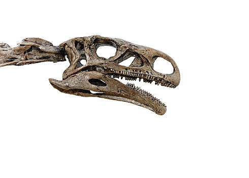 头部,恐龙,骨骼