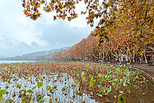 杭州西湖北山街秋景