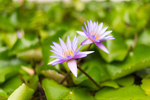 粉色,神圣,荷花,花,叶子