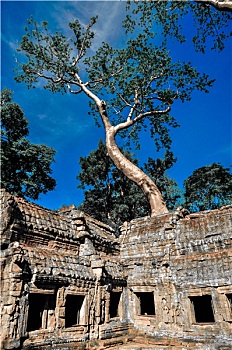古老,佛教,高棉人,庙宇,吴哥窟,复杂,收获,柬埔寨