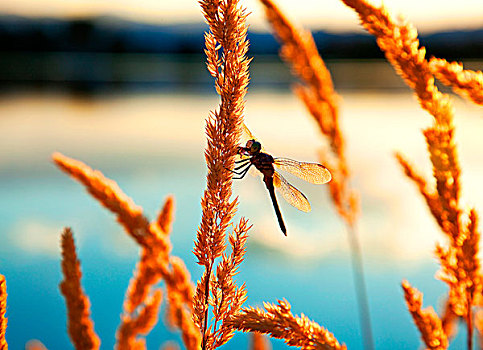 蜻蜓,橙色,杂草