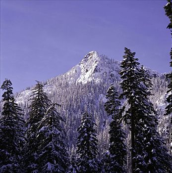 贝克山,树林,华盛顿,冬天,景色,树