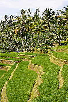 稻田,古老,皇陵,巴厘岛,印度尼西亚,东南亚