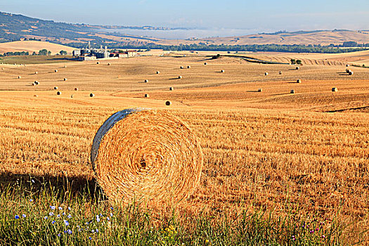 干草包,土地,托斯卡纳,意大利