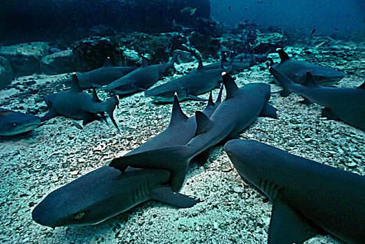 灰三齿鲨,鲎鲛,岛屿,哥斯达黎加,中美洲