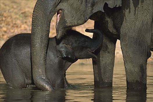 亚洲象,象属,母亲,婴儿,宠物,甘哈国家公园,印度