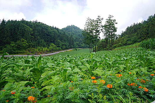 望城,风景