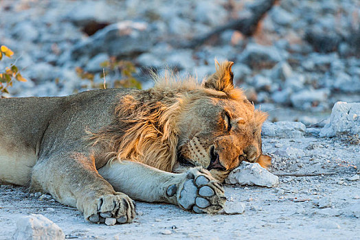 狮子,晚上,亮光,埃托沙国家公园,纳米比亚,非洲