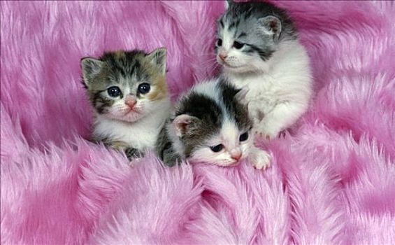 三个,小猫,粉色,纺织品,毛皮