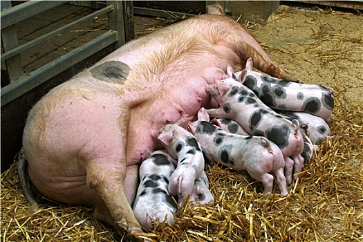 四月,2004年,猪,母亲,年轻