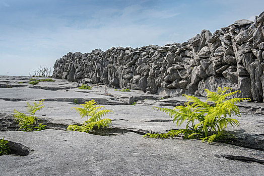 石灰石,干式墙,风景,克雷尔县,爱尔兰