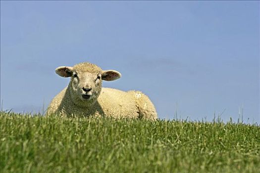 堤岸,绵羊,靠近,石荷州,德国