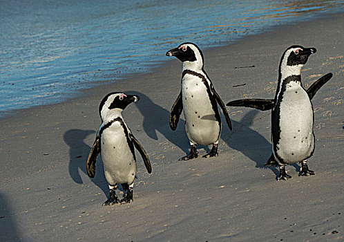 三个,企鹅,非洲企鹅,沙滩,漂石,海滩,城镇,西海角,南非,非洲