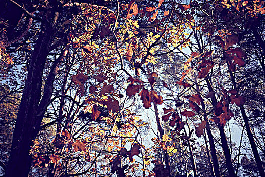 秋天,树