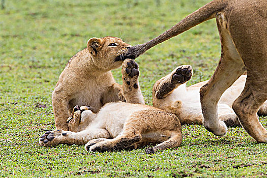 幼狮,尾部,雌狮,拉拽,两个,幼兽,卧,倒立,草地,恩戈罗恩戈罗,保护区,坦桑尼亚