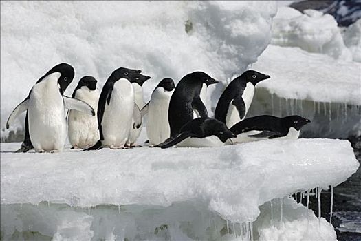 阿德利企鹅,群,休息,融化,冰山,南极半岛,南极