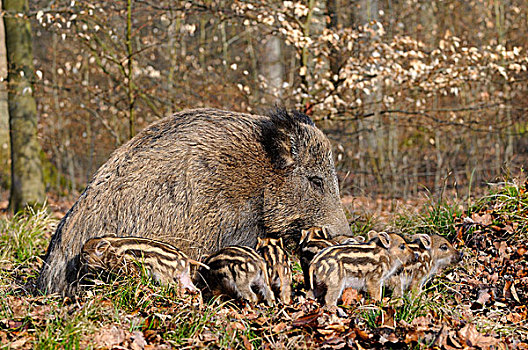 野猪,母猪,吸吮,小猪,北莱茵威斯特伐利亚,德国,欧洲