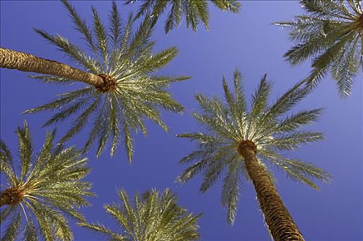 棕榈树,拉斯维加斯,内华达,美国