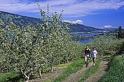 母女,走,苹果园,开花,木,湖,不列颠哥伦比亚省,加拿大