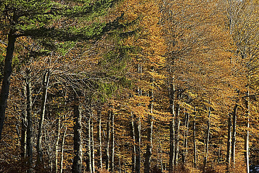 松树,塞文山脉,朗格多克-鲁西永大区,法国