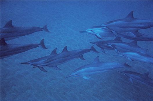 飞旋海豚,长吻原海豚,夏威夷