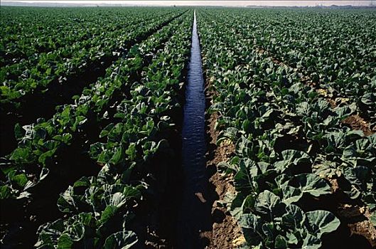 灌溉,花椰菜,地点,加利福尼亚,美国