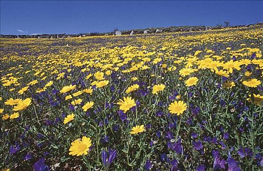 草地,春花,黄色,紫罗兰