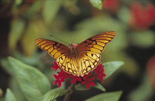 蝴蝶,昆虫,红花,墨西哥,中美洲,动物