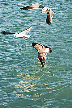 三个,海鸥,飞跃,海洋,基韦斯特,佛罗里达,美国