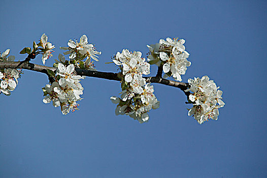盛开,樱桃树