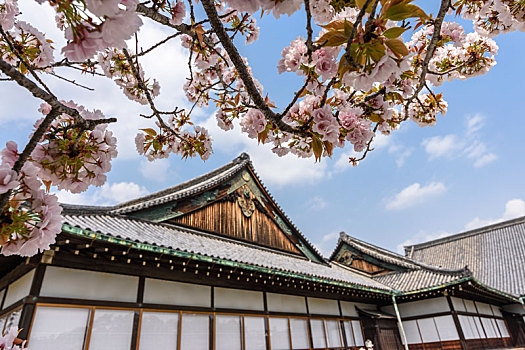 樱花,上方,二条城,17世纪,城堡,京都,日本
