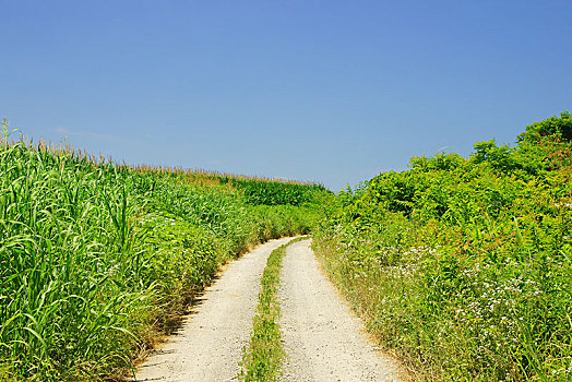 乡间小路