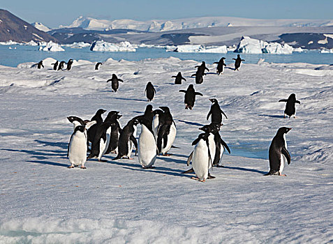 阿德利企鹅,海冰,靠近,生物群,岛屿