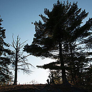 树,树林,湖,木头,安大略省,加拿大
