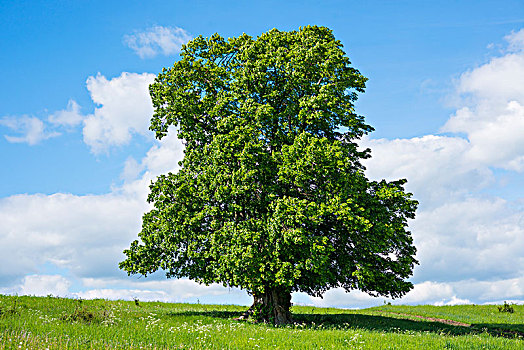 老,菩提树,椴树属,孤树,岁月,图林根州,德国,欧洲