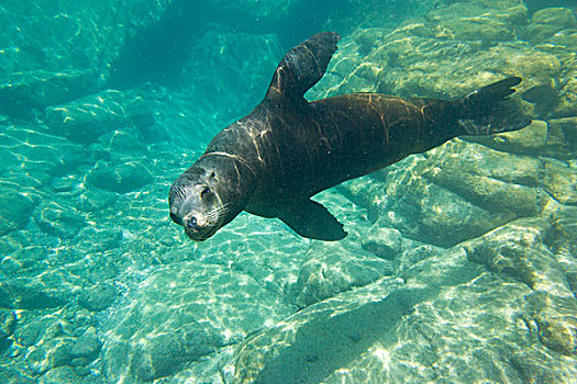 加州海狮,游泳,下加利福尼亚州,墨西哥