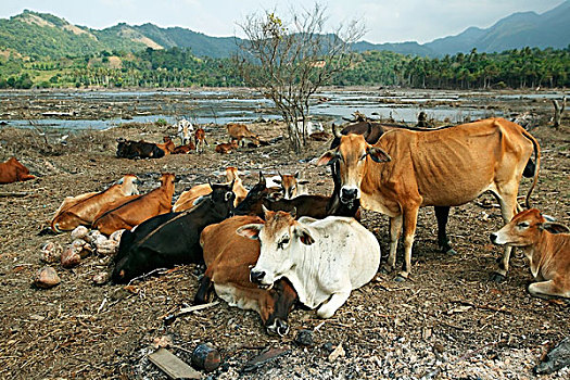 母牛,漫步,毁坏,地点,看,饲料,区域,跟随,印度洋,地震,海啸,2004年,省,印度尼西亚