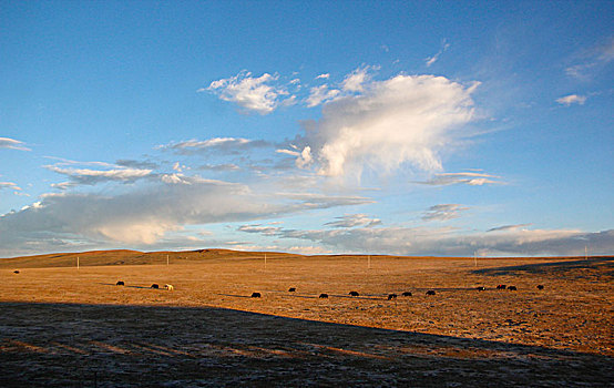 蓝天白云下的牦牛群